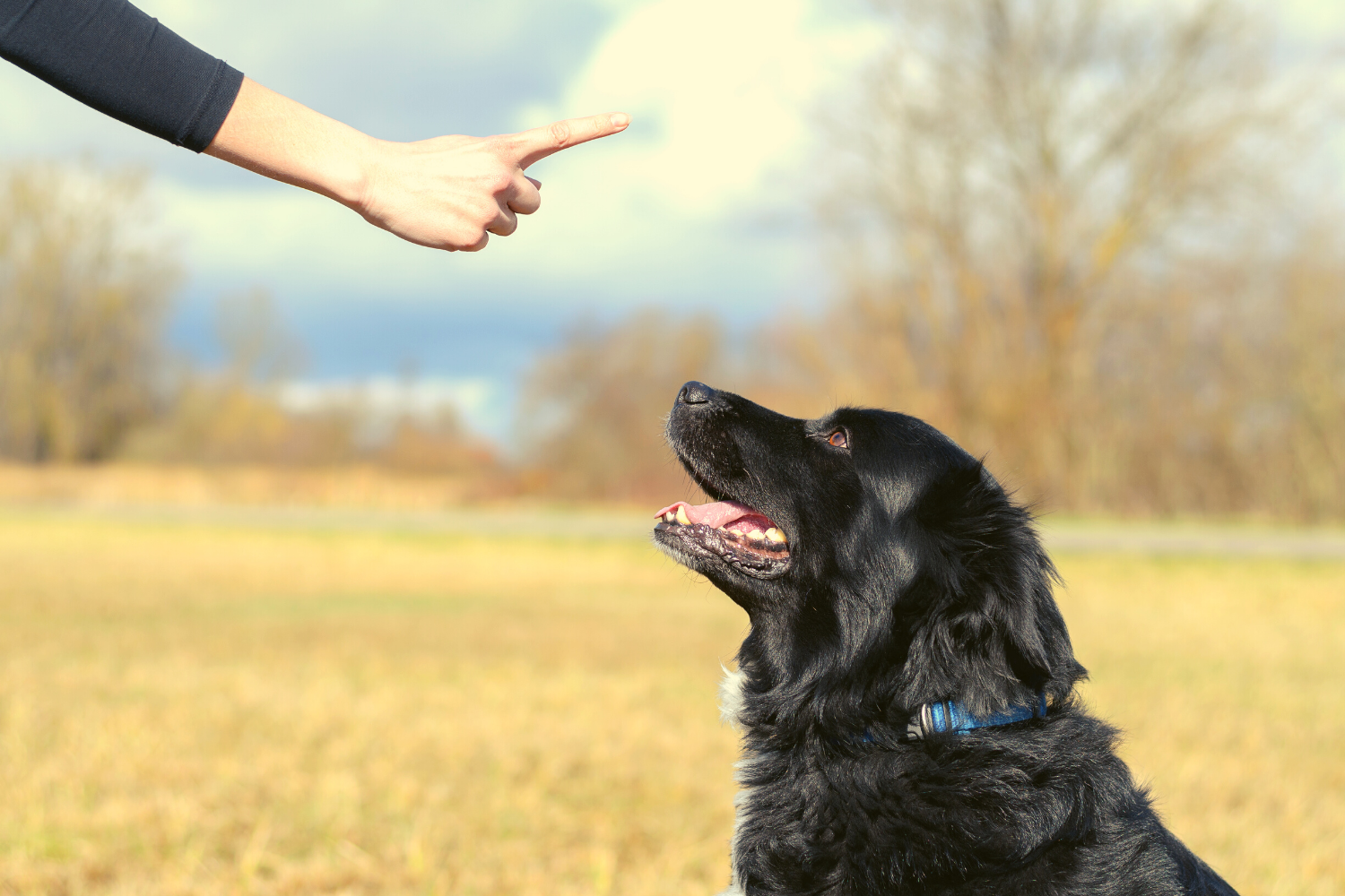 Dog Obedience Training in Greenwich CT