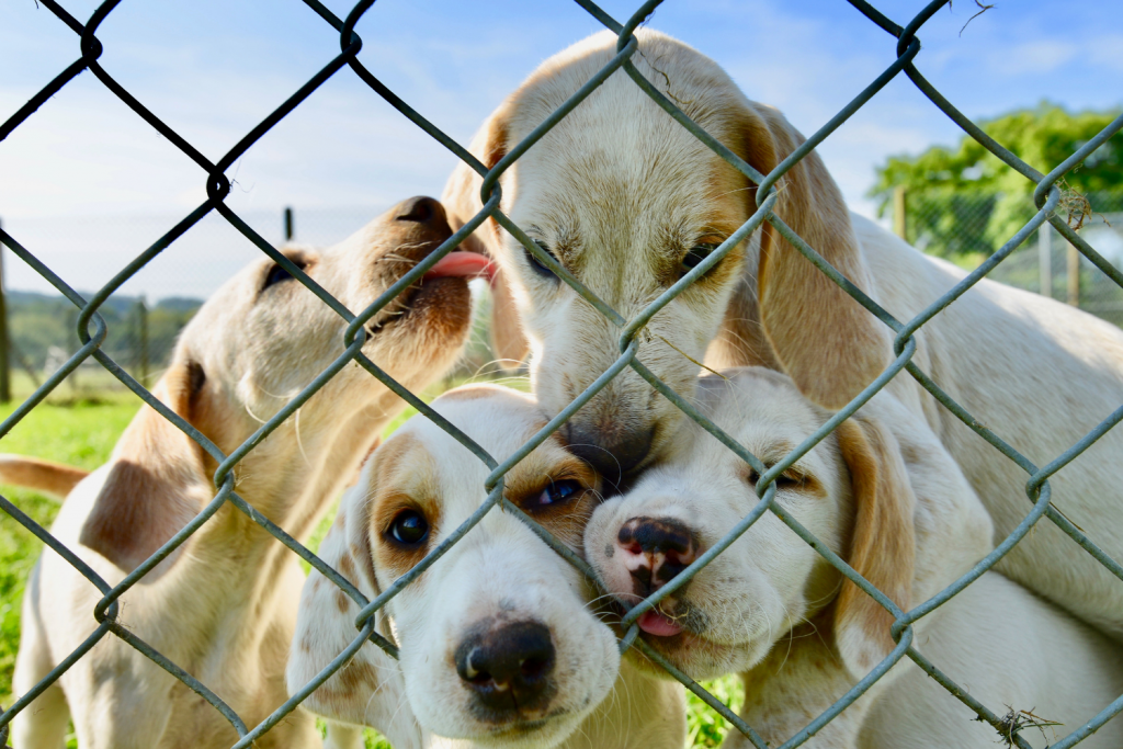 Kennel Training Experts in Greenwich CT