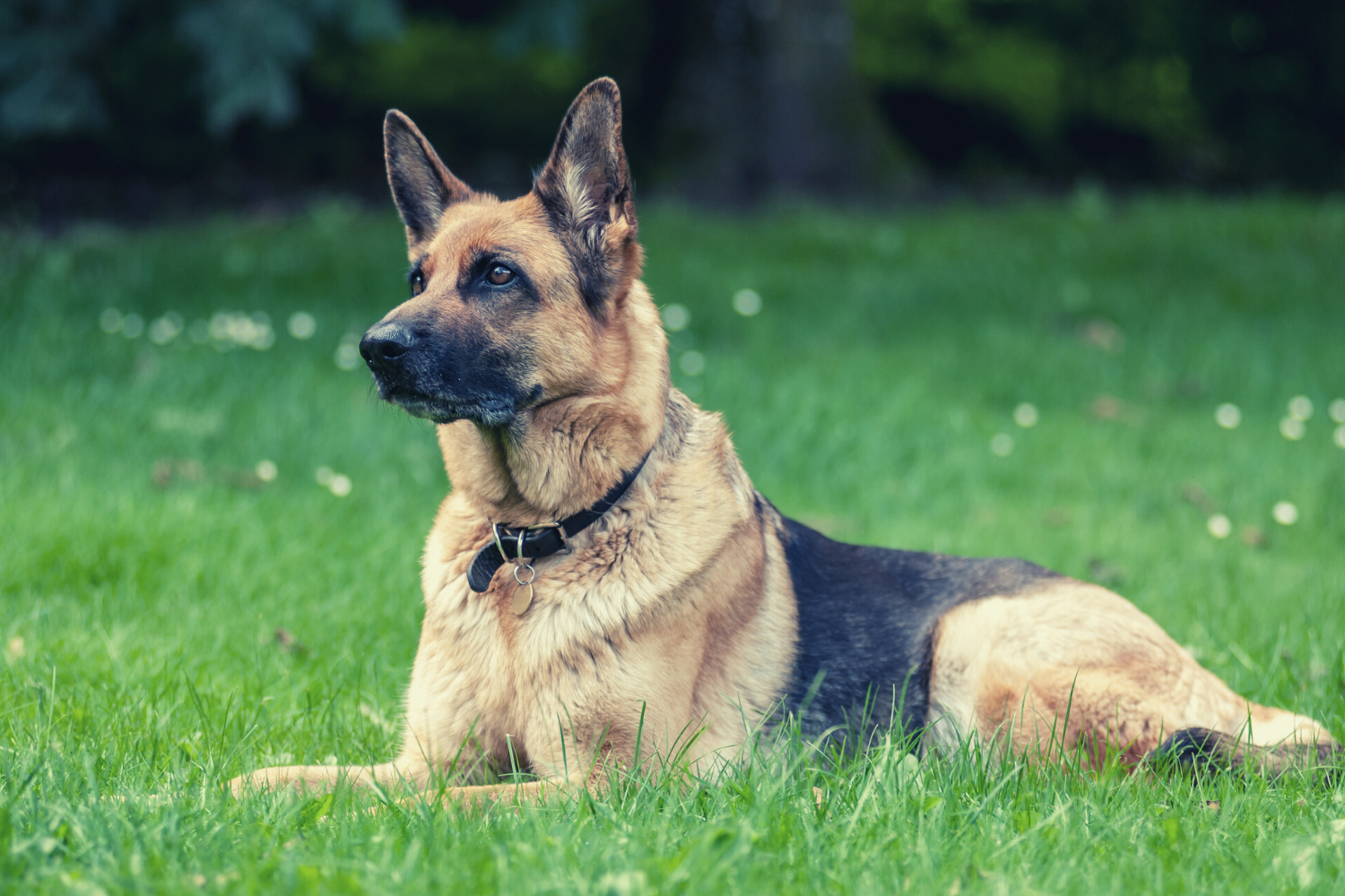 Personal Protection Dog Training in Greenwich Connecticut