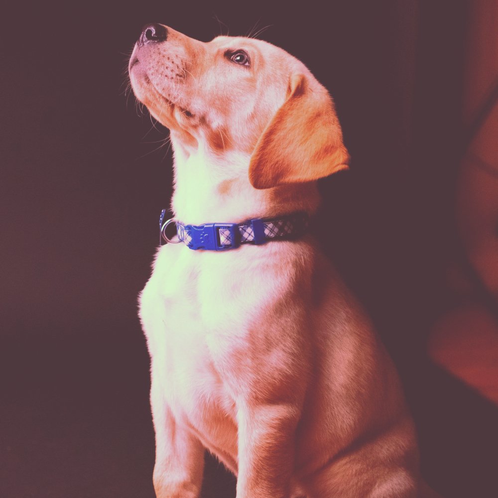 Learn more about our expert dog training philosophy