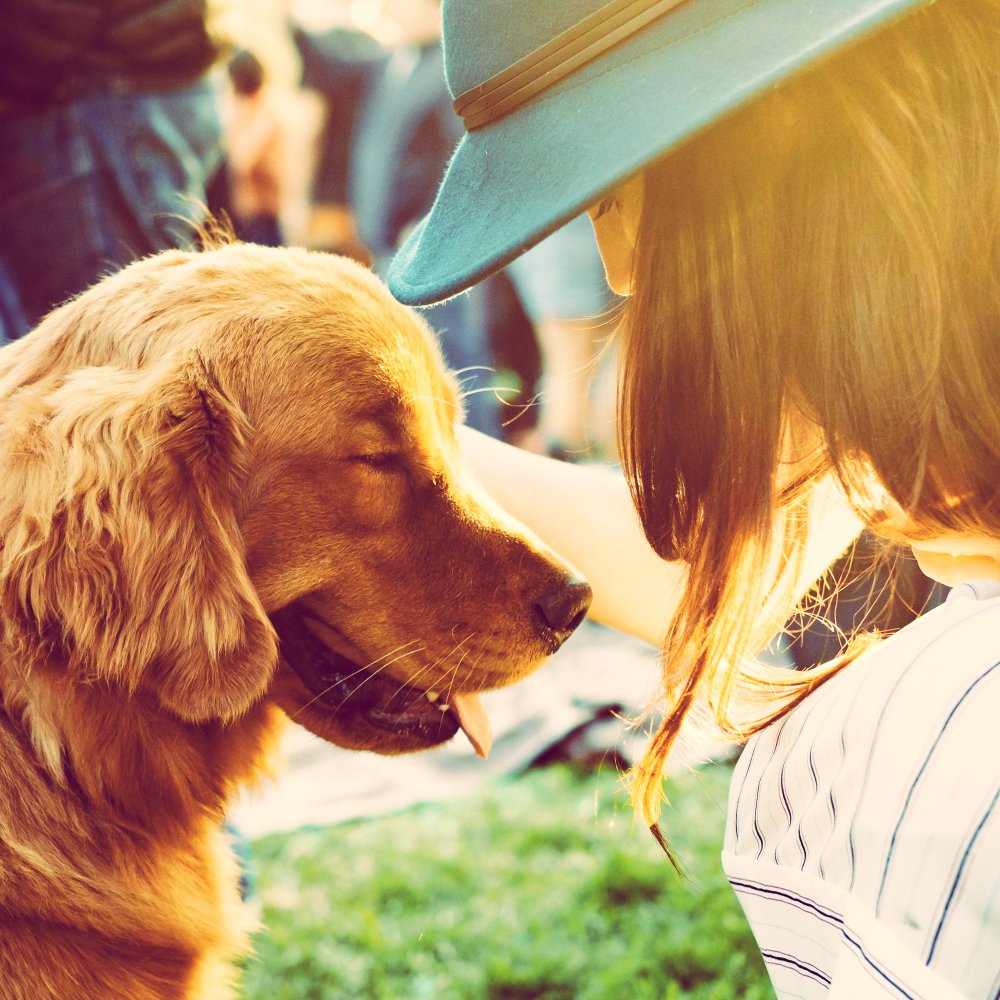 Let us help your dog with separation anxiety issues.
